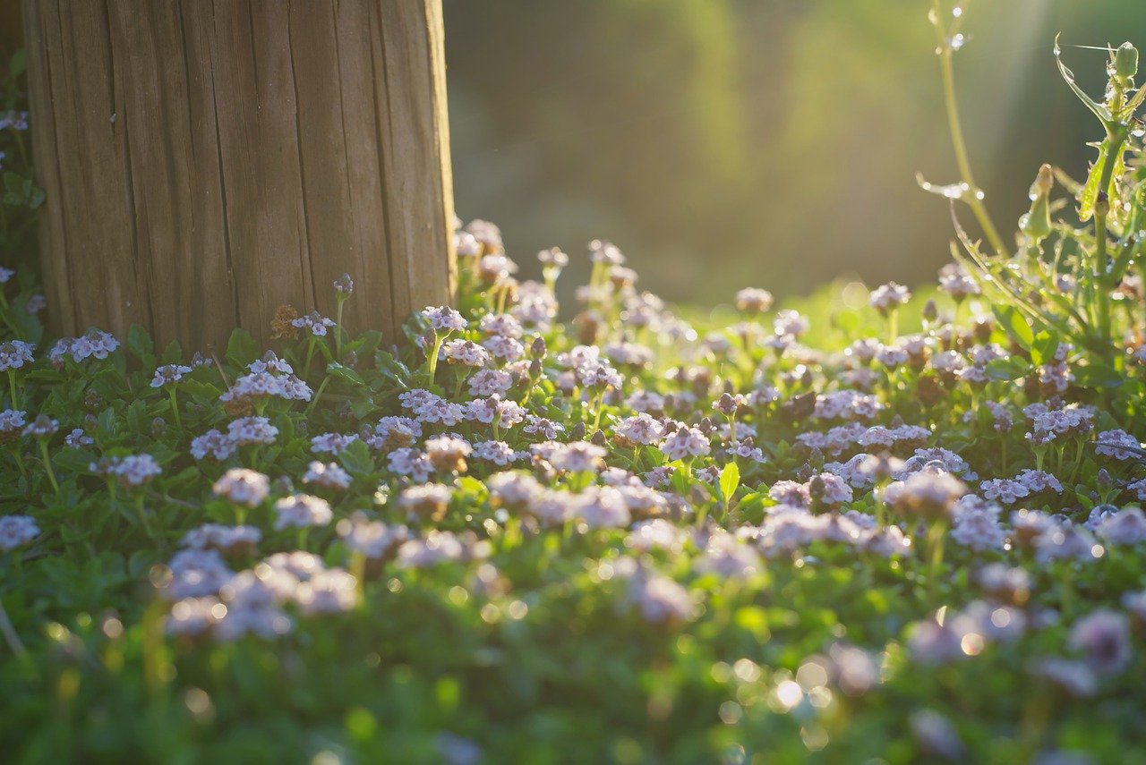 Fleurs